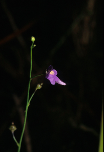 Lentibulariaceae Utricularia 