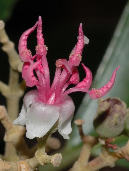 Melastomataceae Miconia glandulifera