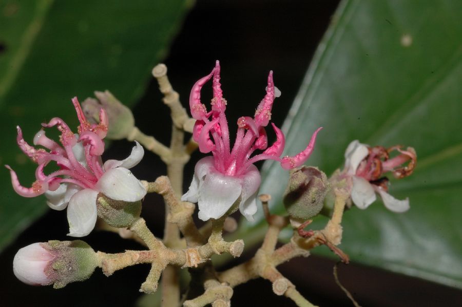 Melastomataceae Miconia glandulifera