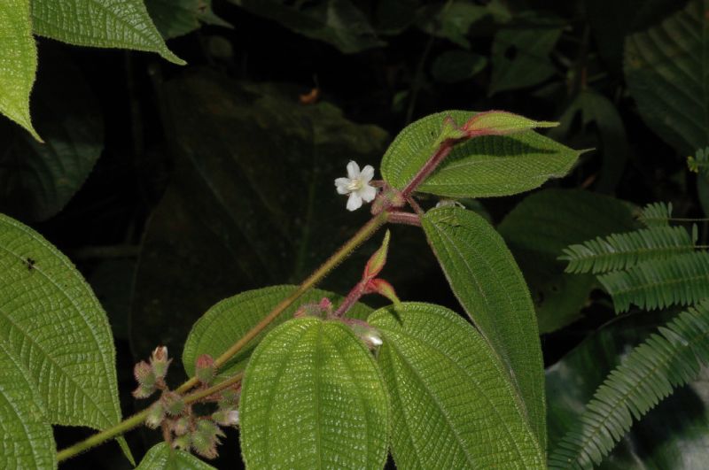 Melastomataceae Clidemia dentata