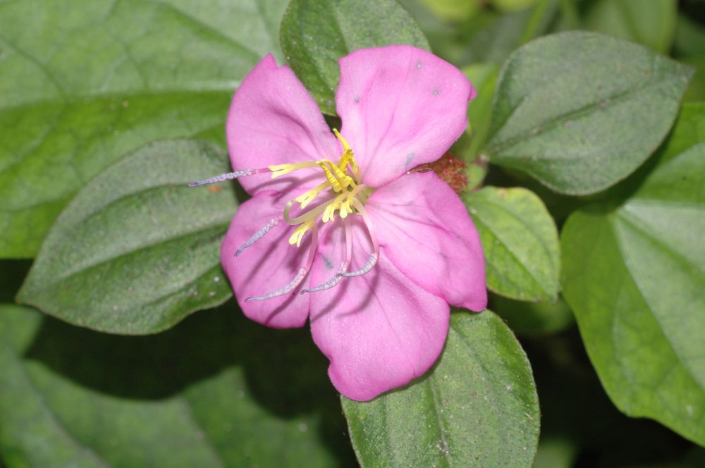 Melastomataceae Dissotis rotundifolia