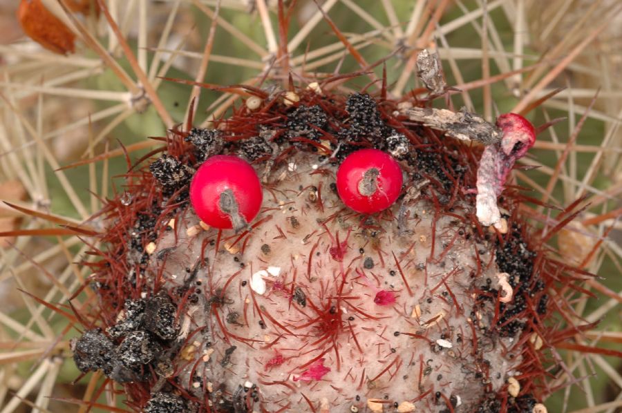 Cactaceae Melocactus communis