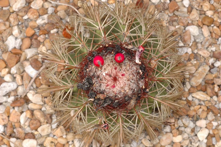 Cactaceae Melocactus communis