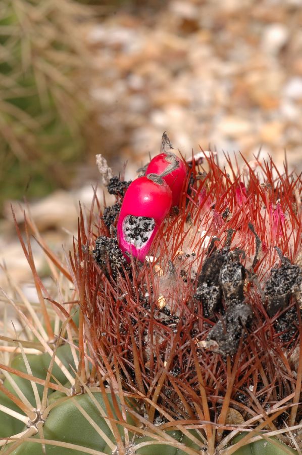 Cactaceae Melocactus communis