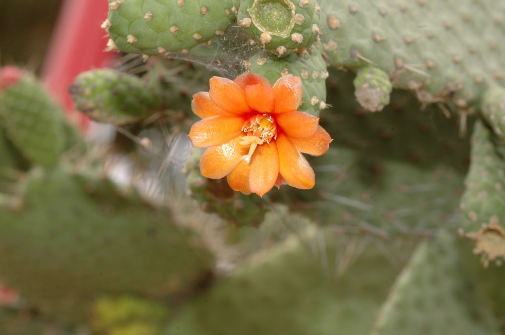 Cactaceae Opuntia spinosissima