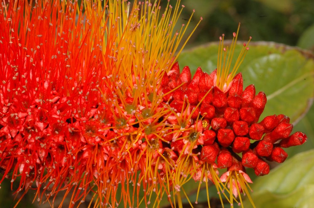 Combretaceae Combretum aubletii