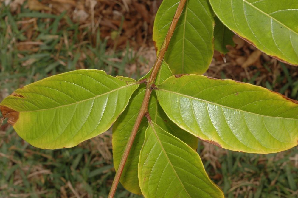 Combretaceae Combretum aubletii