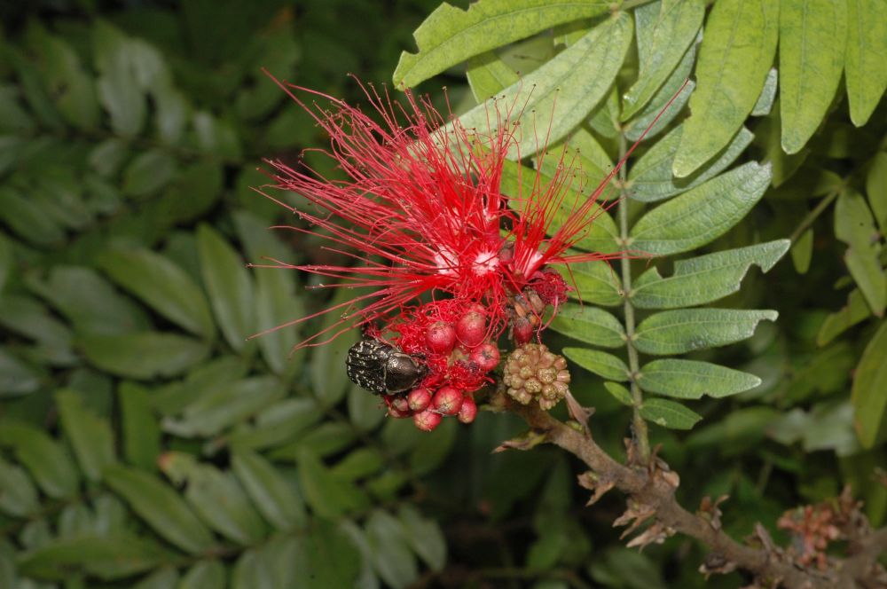 Fabaceae Calliandra haematocephala