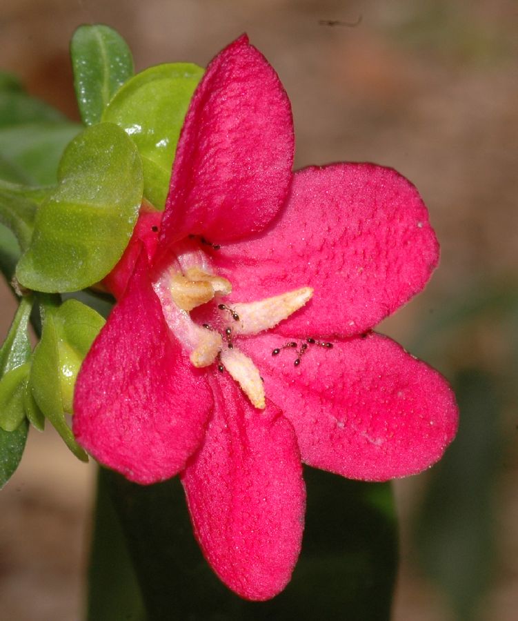 Rutaceae Ravenia spectabilis