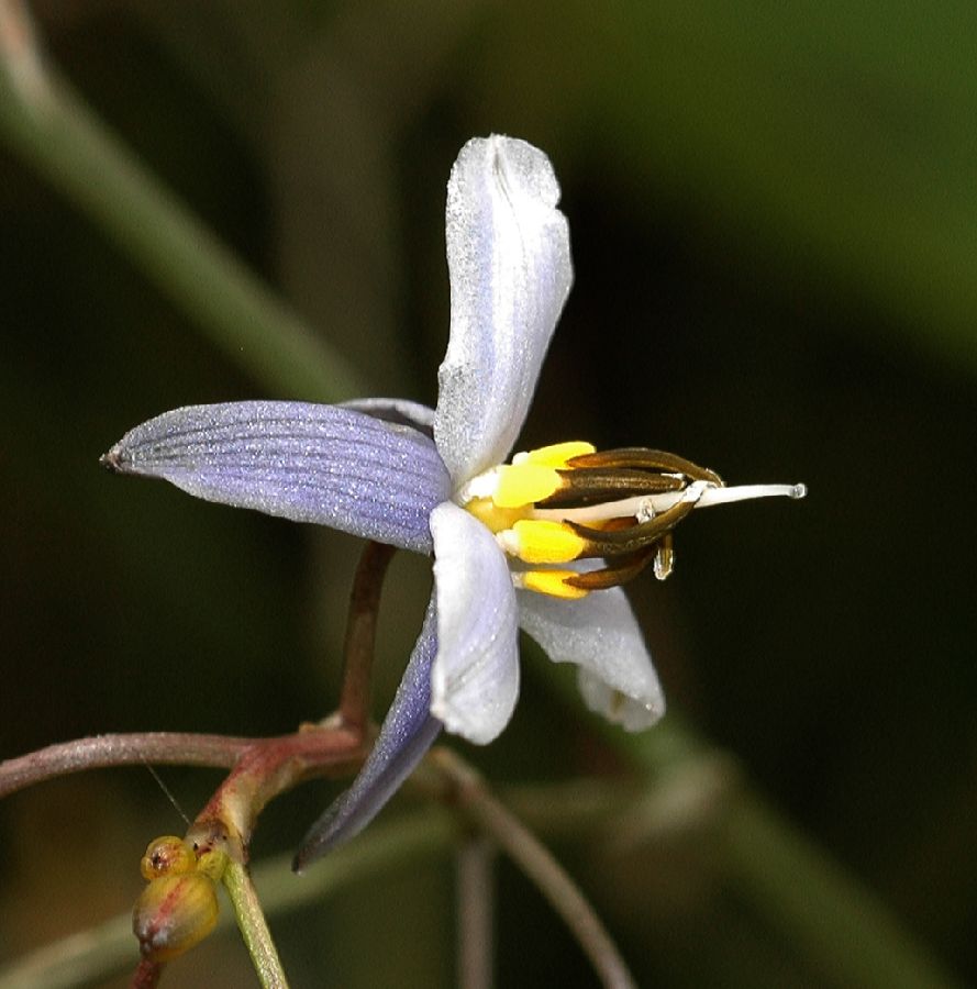 Asphodelaceae Dianella tasmanica