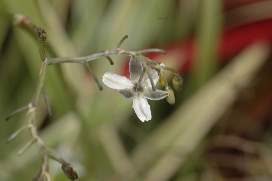 Asphodelaceae Dianella tasmanica