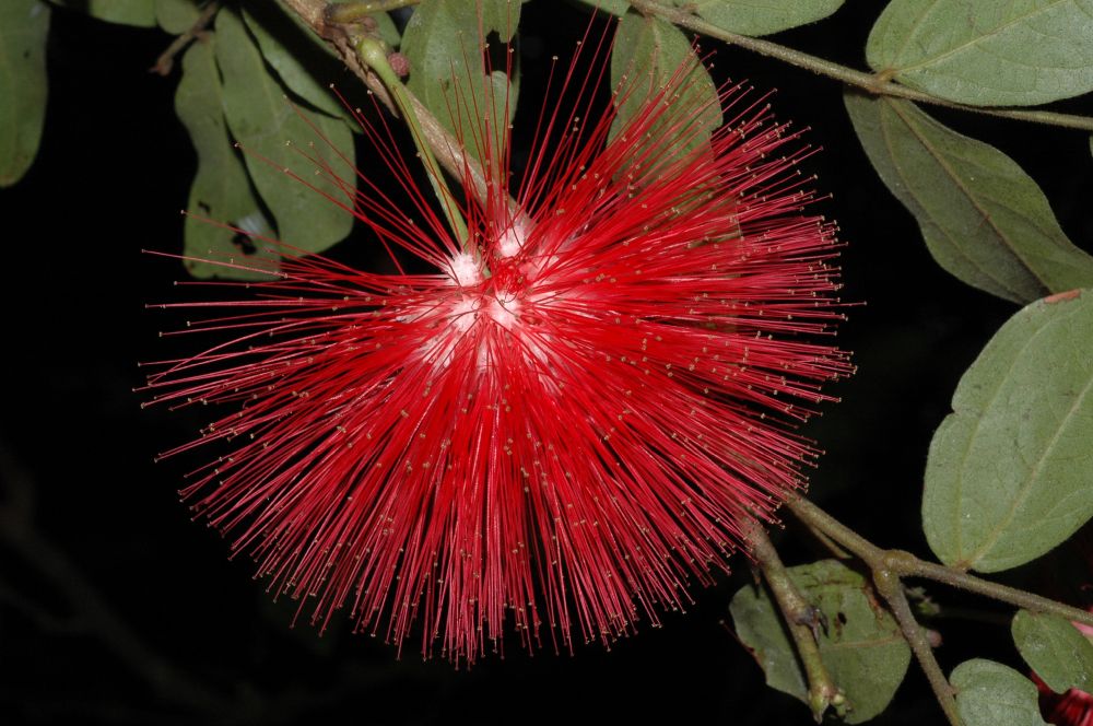 Fabaceae Calliandra boliviensis