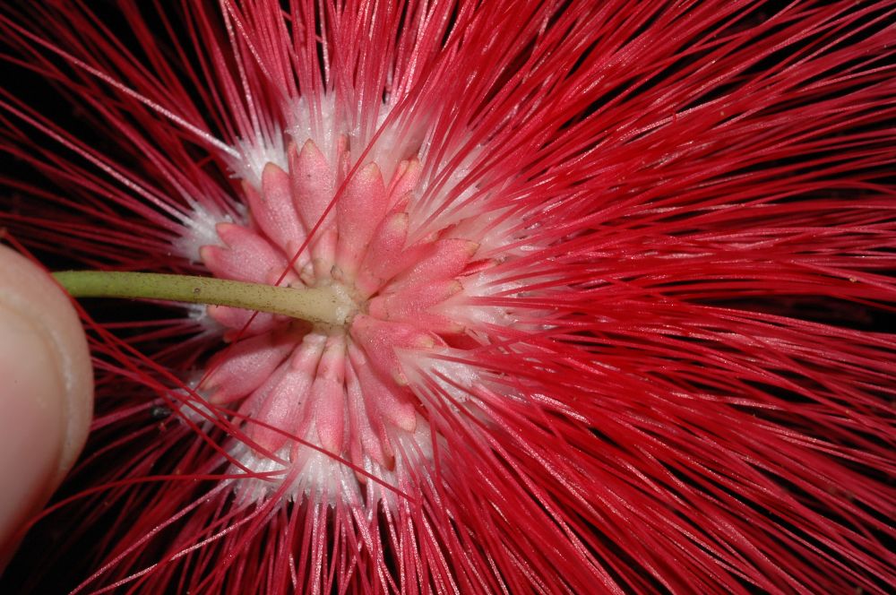 Fabaceae Calliandra boliviensis