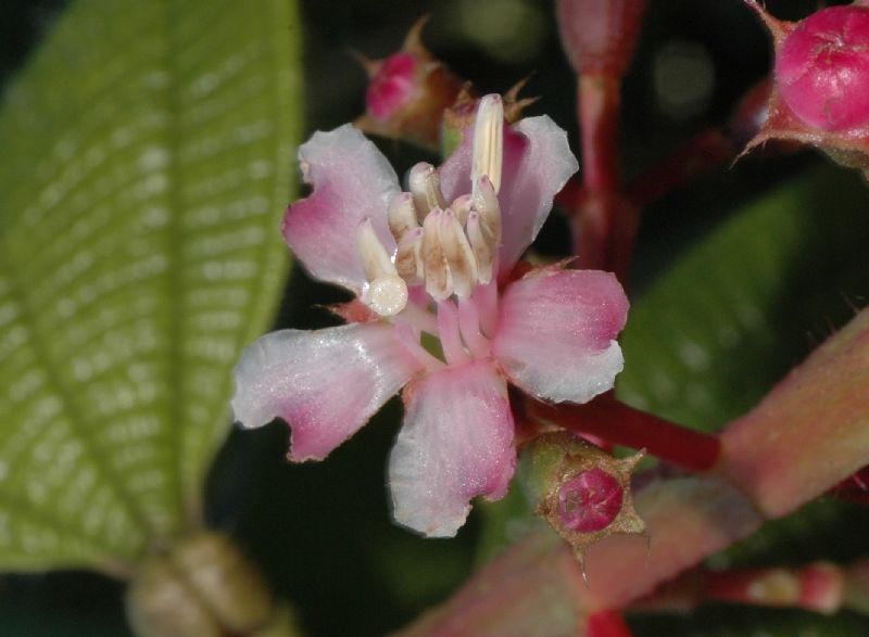 Melastomataceae Tococa guianensis