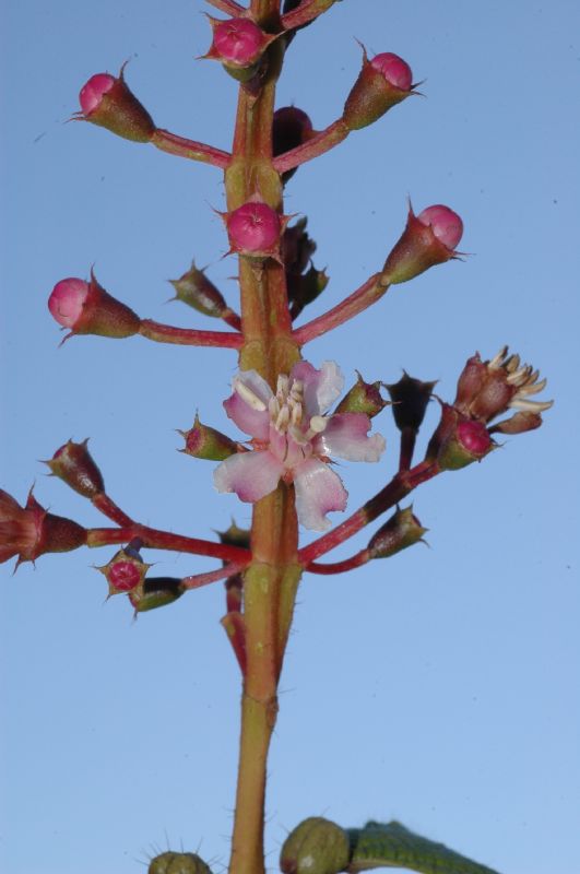 Melastomataceae Tococa guianensis