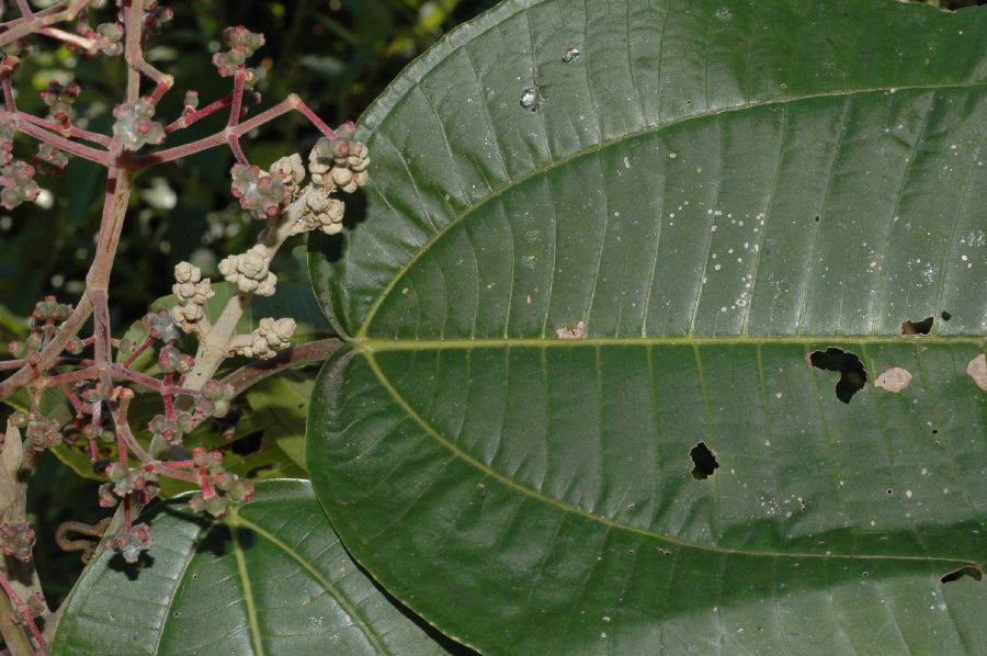 Melastomataceae Miconia calvescens