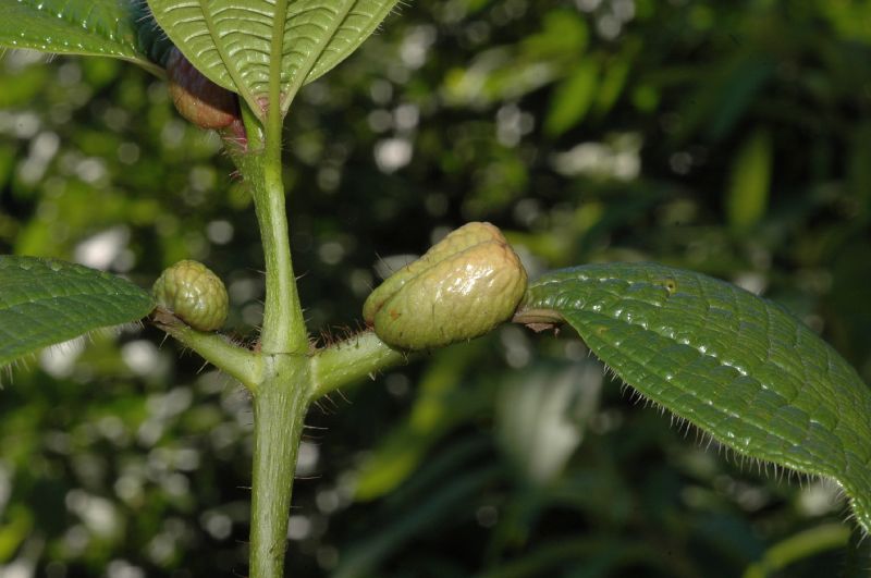 Melastomataceae Tococa guianensis