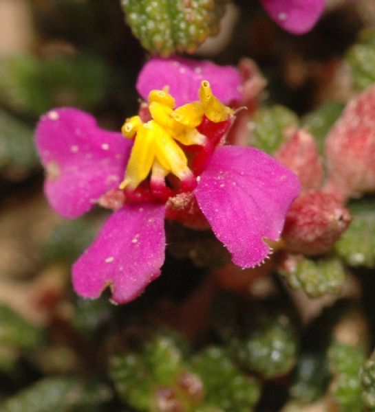 Melastomataceae Chaetolepis lindeniana