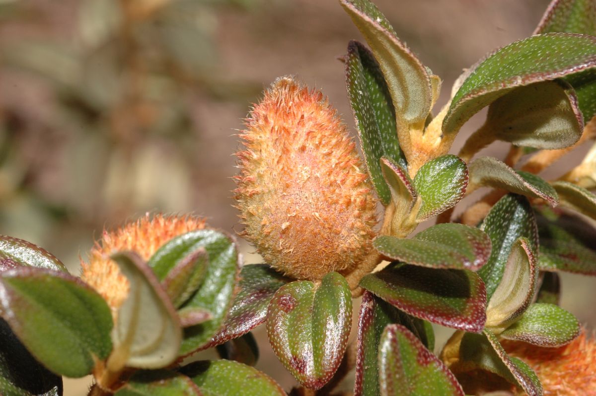 Melastomataceae Monochaetum discolor