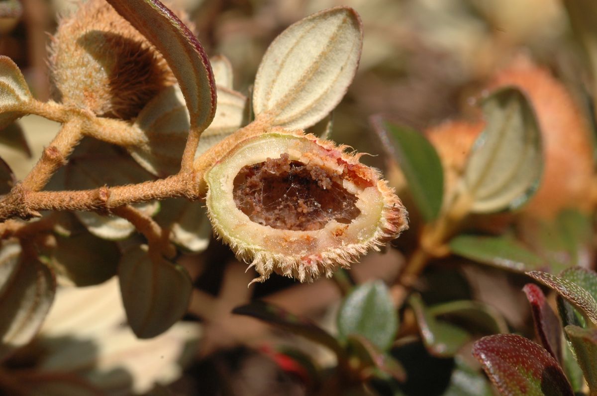 Melastomataceae Monochaetum discolor