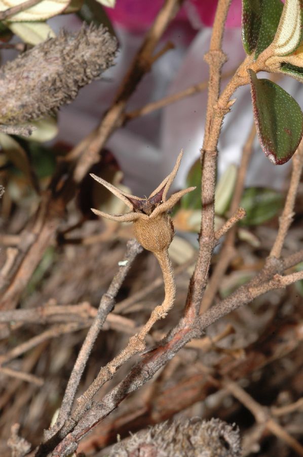 Melastomataceae Monochaetum discolor