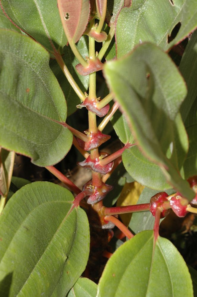 Melastomataceae Miconia elvirae