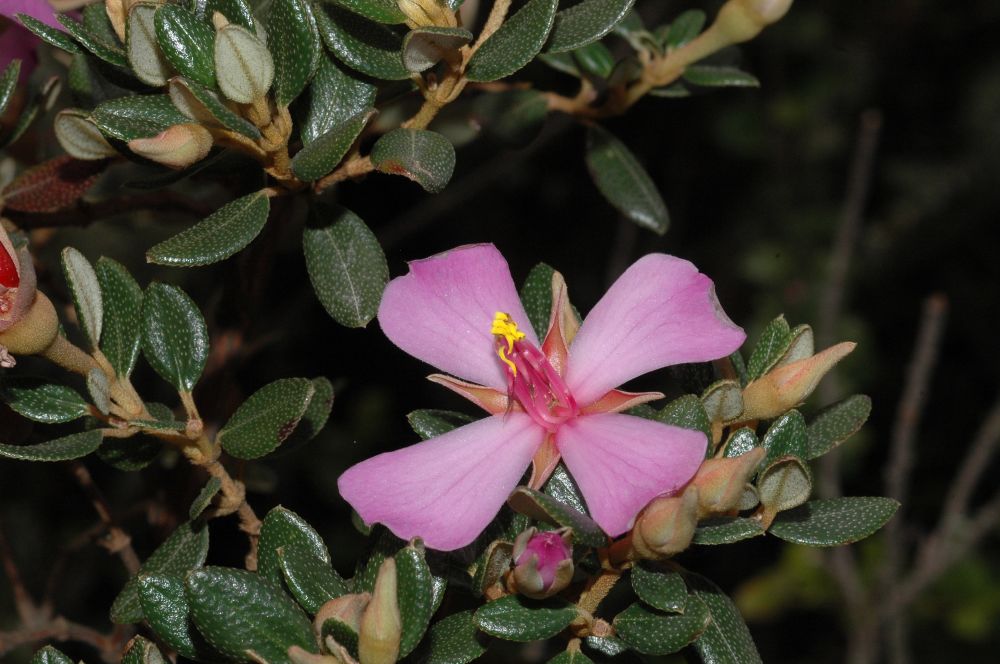 Melastomataceae Monochaetum discolor