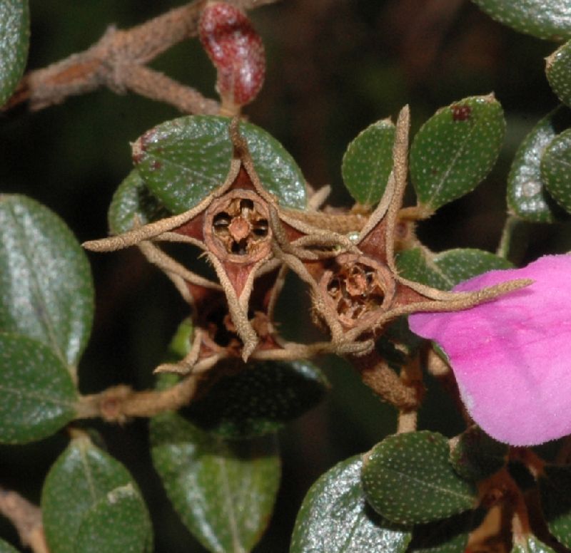 Melastomataceae Monochaetum discolor