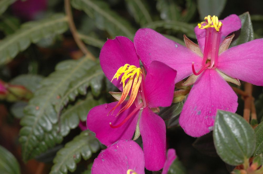 Melastomataceae Monochaetum bonplandii