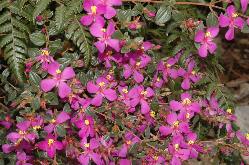 Melastomataceae Monochaetum bonplandii