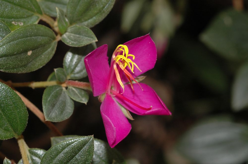 Melastomataceae Monochaetum bonplandii