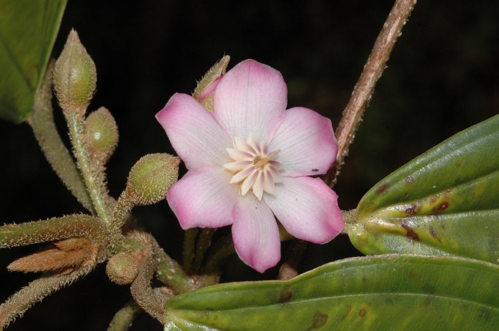 Melastomataceae Blakea schlimii