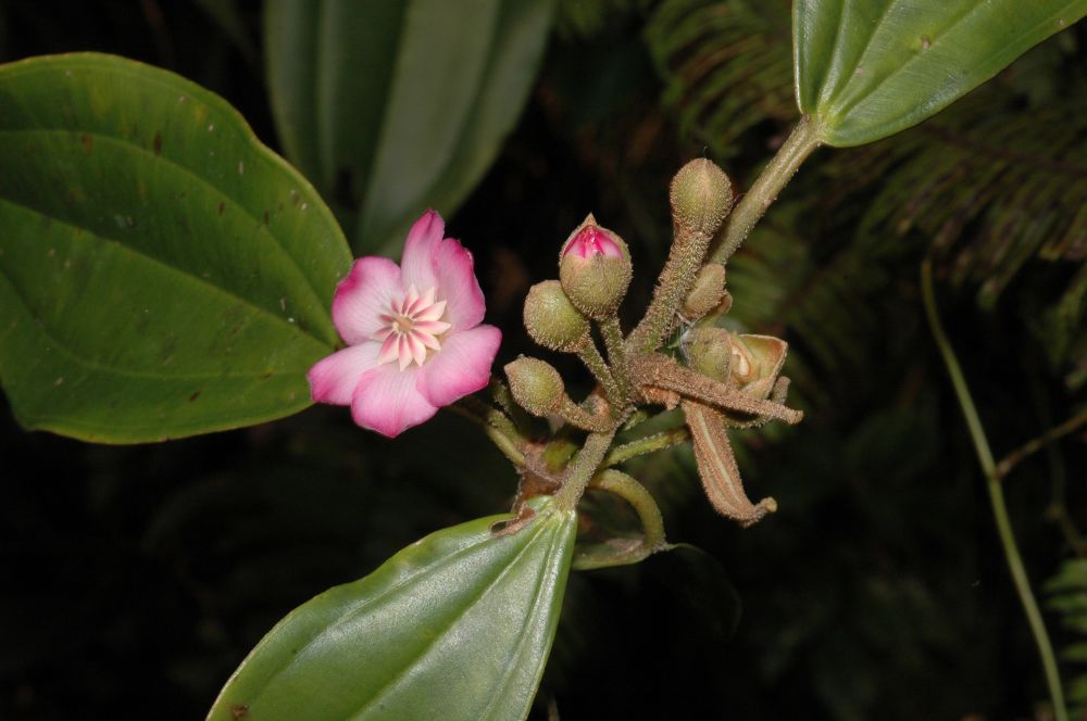 Melastomataceae Blakea schlimii