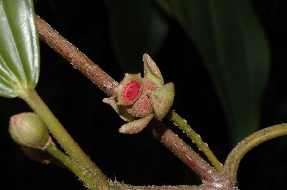 Melastomataceae Blakea schlimii