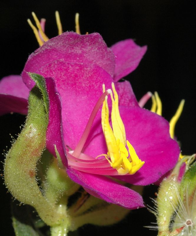 Melastomataceae Monochaetum polyneuron