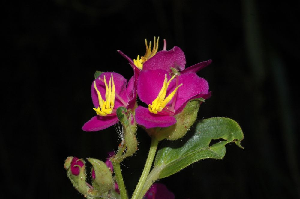 Melastomataceae Monochaetum polyneuron