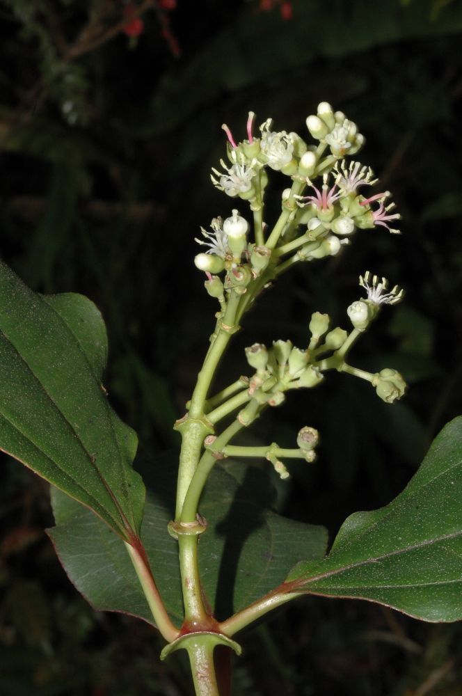 Melastomataceae Miconia elvirae