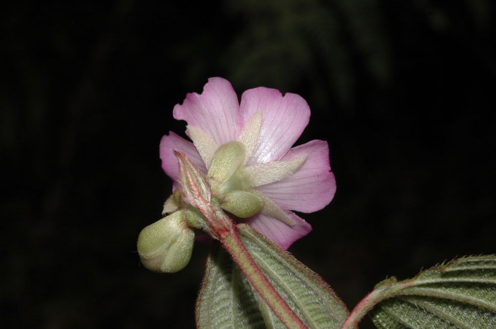 Melastomataceae Anaectocalyx bracteosa