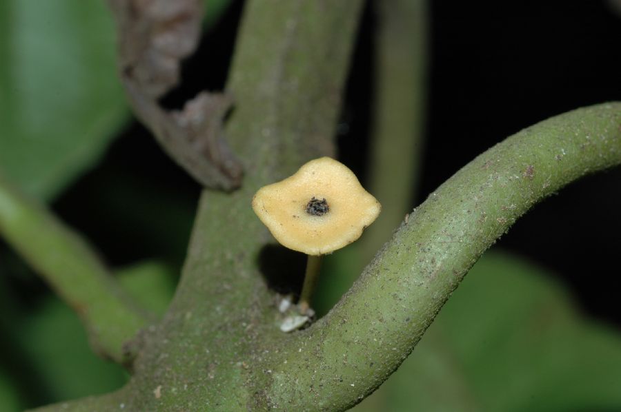 Monimiaceae Siparuna 