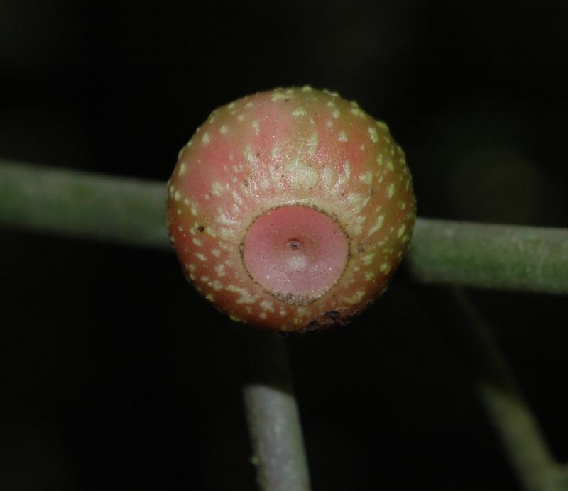 Monimiaceae Siparuna 