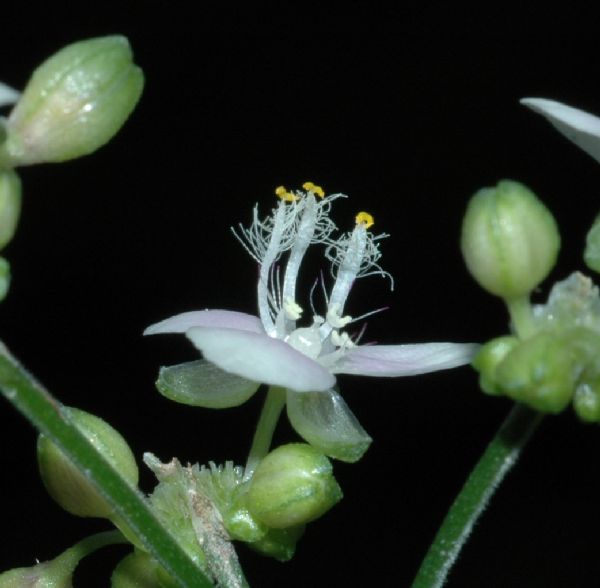 Commelinaceae Tripogandra serrulata