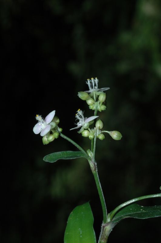 Commelinaceae Tripogandra serrulata