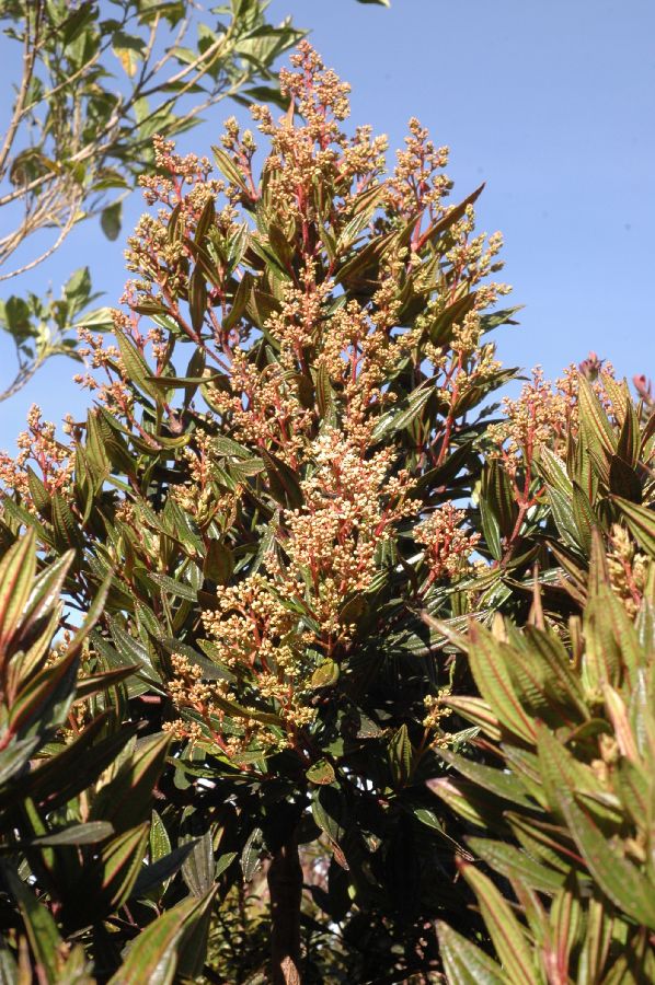 Melastomataceae Miconia bilopezii