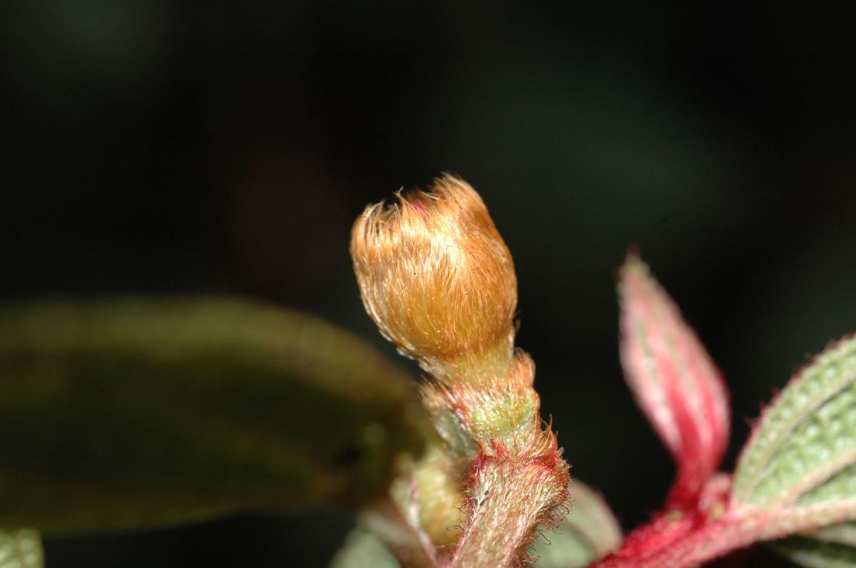 Melastomataceae Anaectocalyx bracteosa