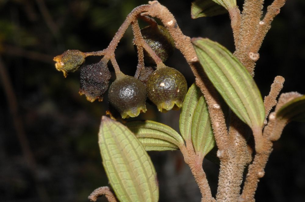 Melastomataceae Miconia cernua