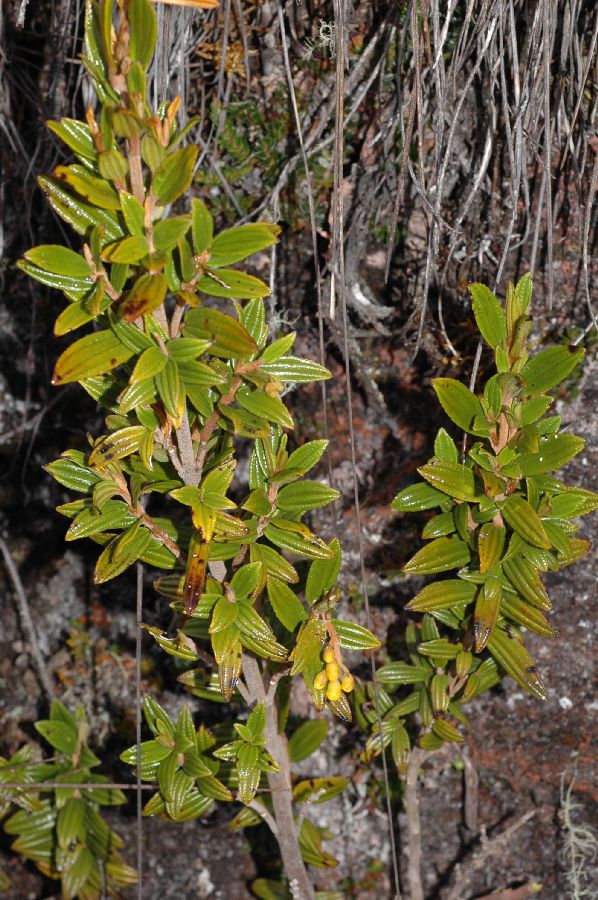 Melastomataceae Miconia cernua