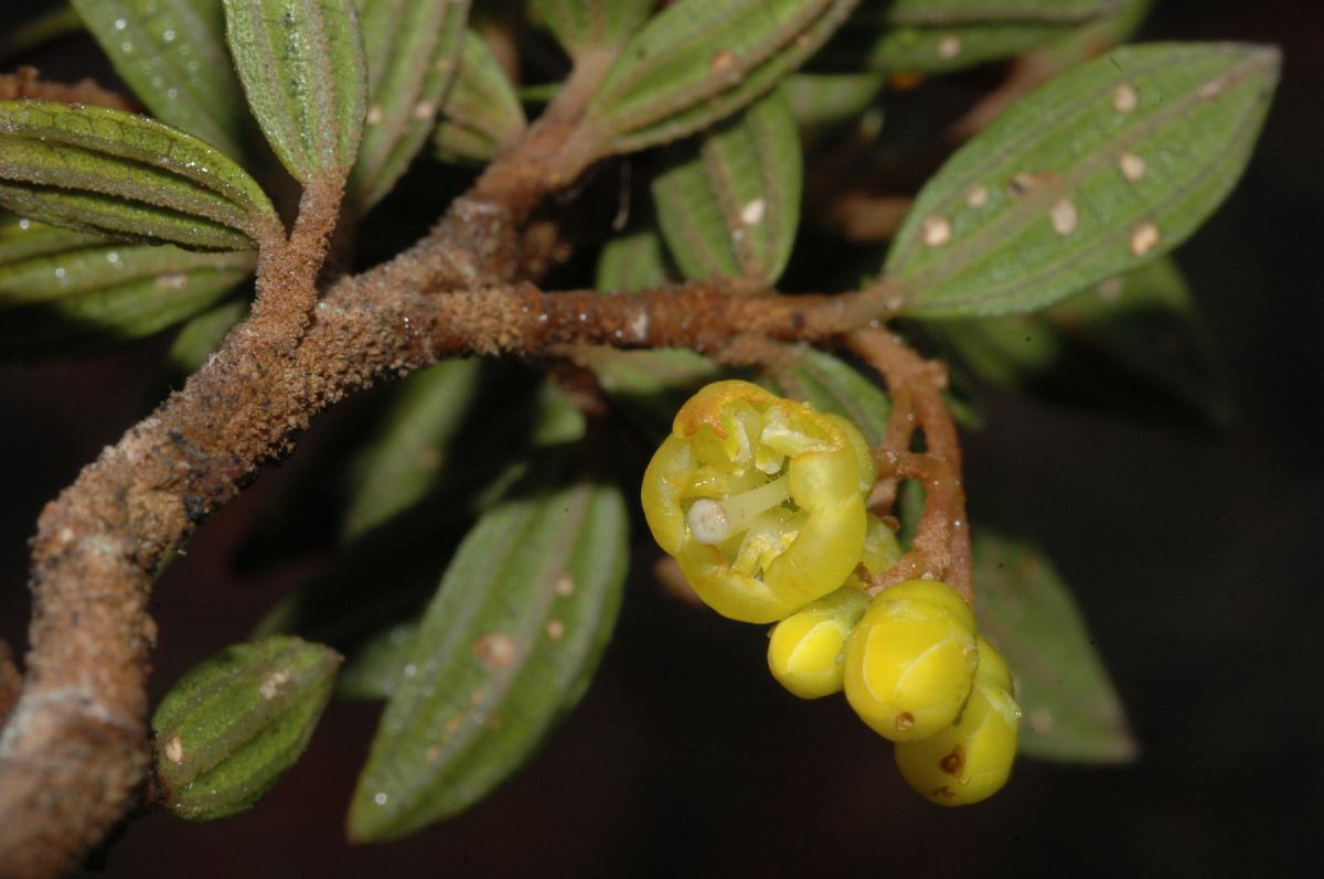 Melastomataceae Miconia cernua