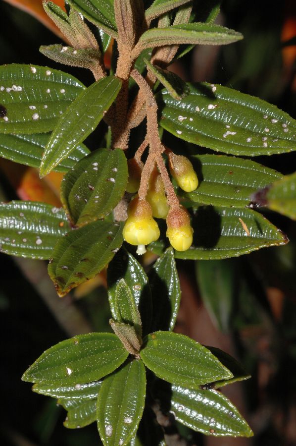 Melastomataceae Miconia cernua