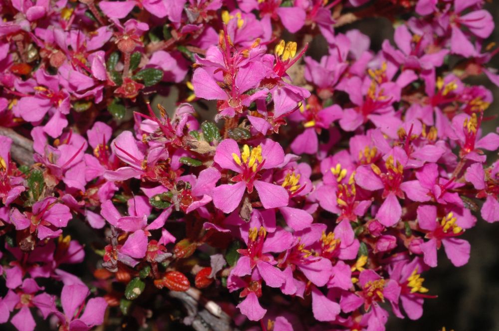 Melastomataceae Chaetolepis lindeniana