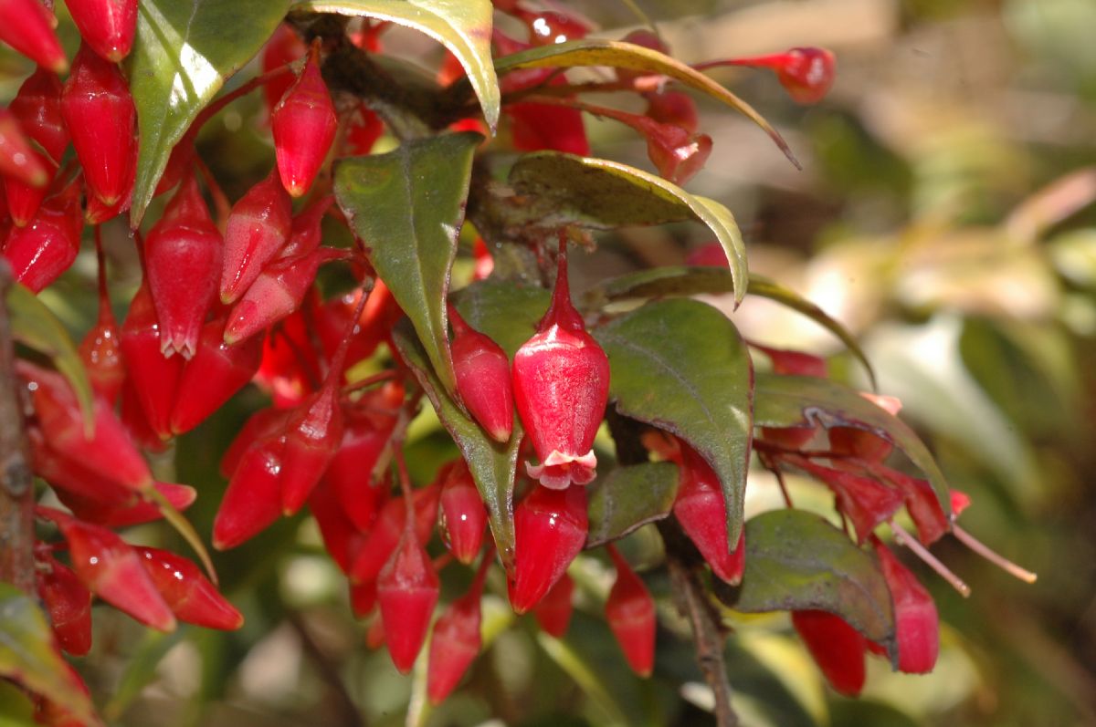 Ericaceae Themistoclesia dependens